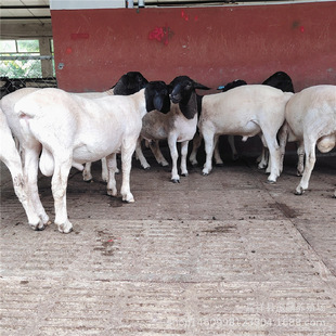 ��϶Ų��d���Bֳ�����^�Ų��d�����ĸ����̕��Բ�С���