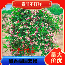 һ�����l����\���������Զ༾�_���e��ͥԺ����G���L���仨����