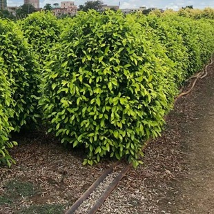 �S�������NҎ�����λ�����ɽ���ع����Ř����l