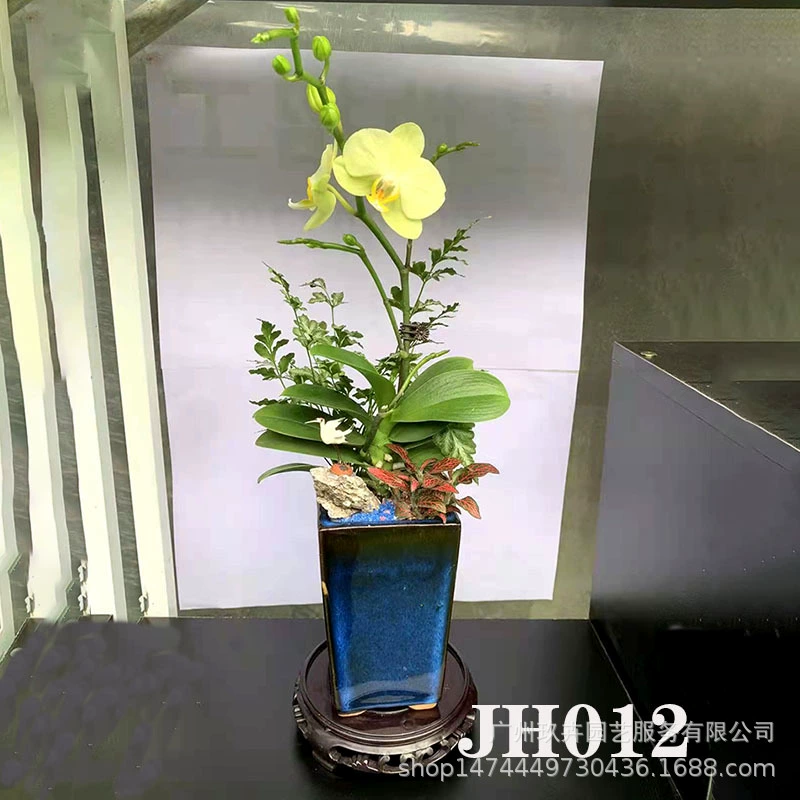 Самоорганизующийся бассейн небольшой бонсай гостиная балкон офис Рабочий стол хорошее выращивание Зеленая база для растений собственного производства JH12-JH16