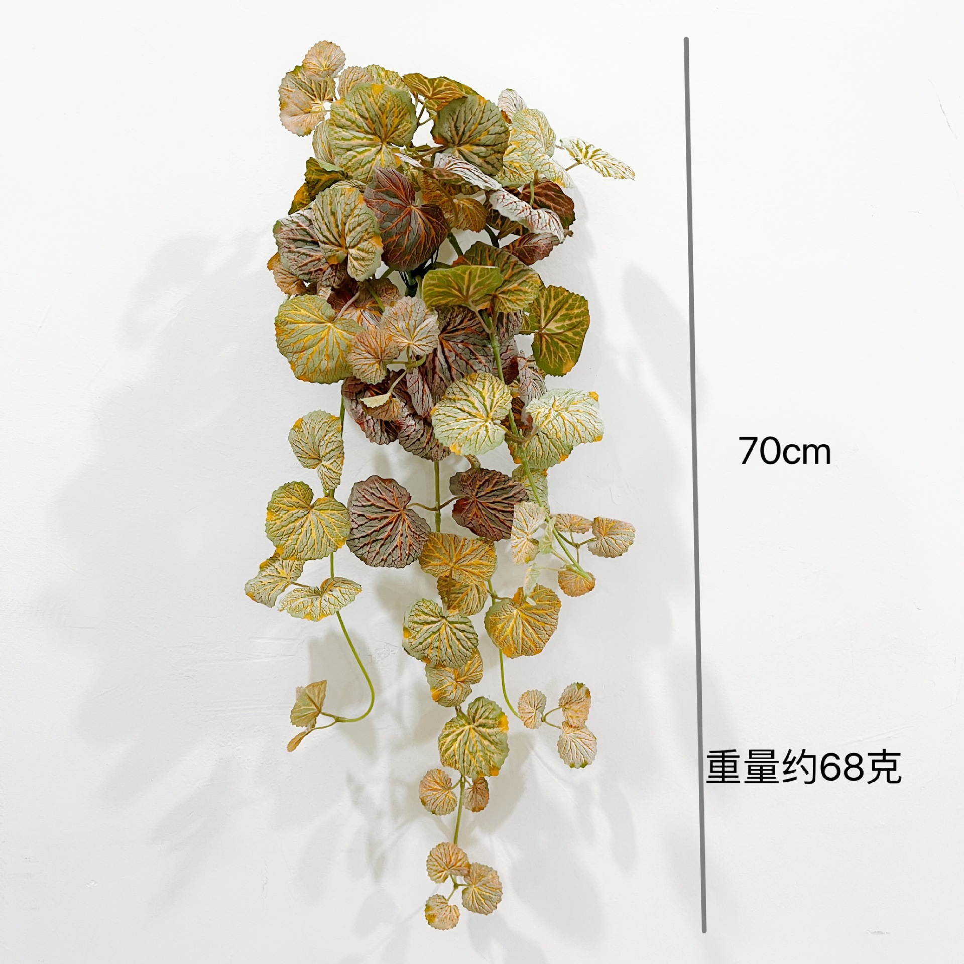 70cm 베고니아 벽 매달려 [가을 가을 심기]]