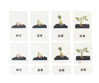 Seed growth three-stage card (maximum card size 9.5*5.8)
