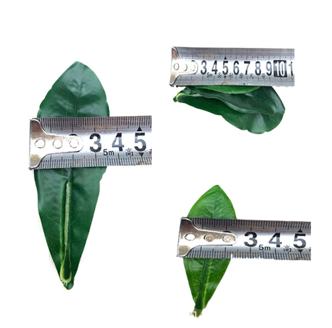 XRB-263 杨梅叶3叉枝 (3).jpg