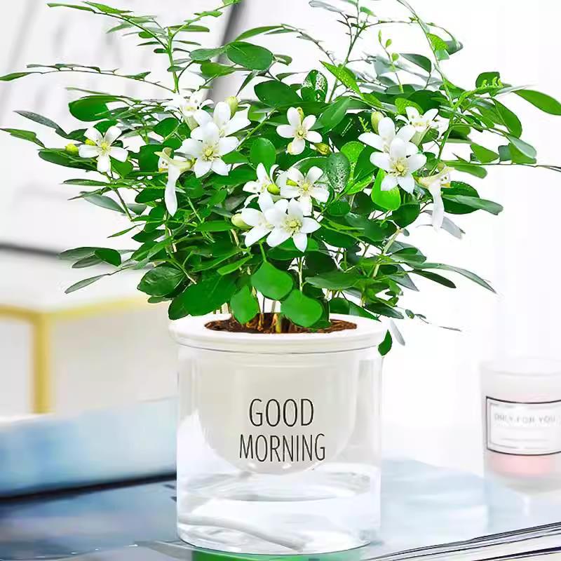 모기퇴치 구리향(좋아요 대야) + 영양액