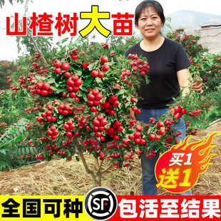 ɽ高�������ԟo��Ұ���t���Sɽ�޽ӹ���ͥԺ�����ͺ��ϱ����Nֲ