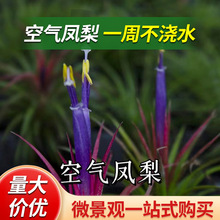 ���ճ���՚��P��С���~�ۼ��P�����β���Pȫ�t���`����ֲ��