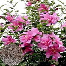 ľ�ȷN�� �t��ľ�ȃ��N���ذ�ľ�ȷN�� ���� ���󃞻� �߳�ѿ��