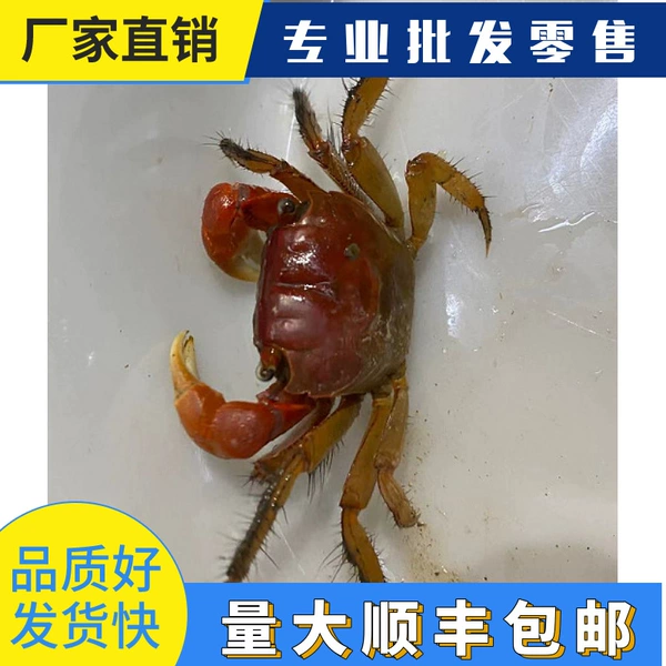 *Optical Crab