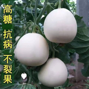 ��Ʒ��ɳ�۷N�� �����ɳ����ϷN������������� ����ļ��߮a