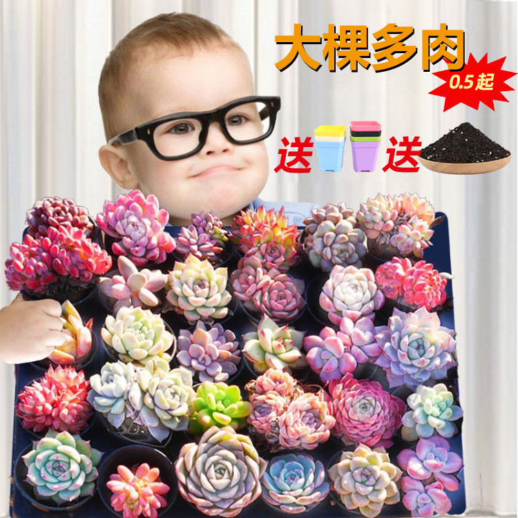 Succulent Plant Combination in Pots, Small Green Plants, Flowers, Large Jade Plants, Easy to Care For, Indoor Premium Succulents, Includes Pot and Soil