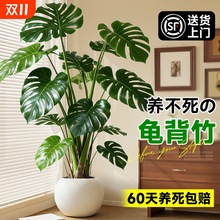 龟背竹客厅大盆栽老桩植物办公室大型绿植室内盆景净化空气除甲醛