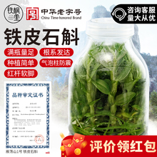 雁荡山铁皮石斛苗软脚盆栽组培苗母苗铁皮枫斗种子瓶苗可食用幼苗