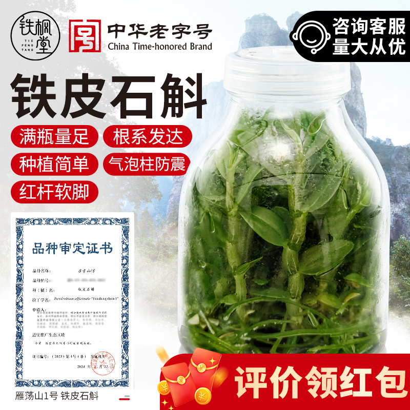 雁荡山铁皮石斛苗软脚盆栽组培苗母苗铁皮枫斗种子瓶苗可食用幼苗