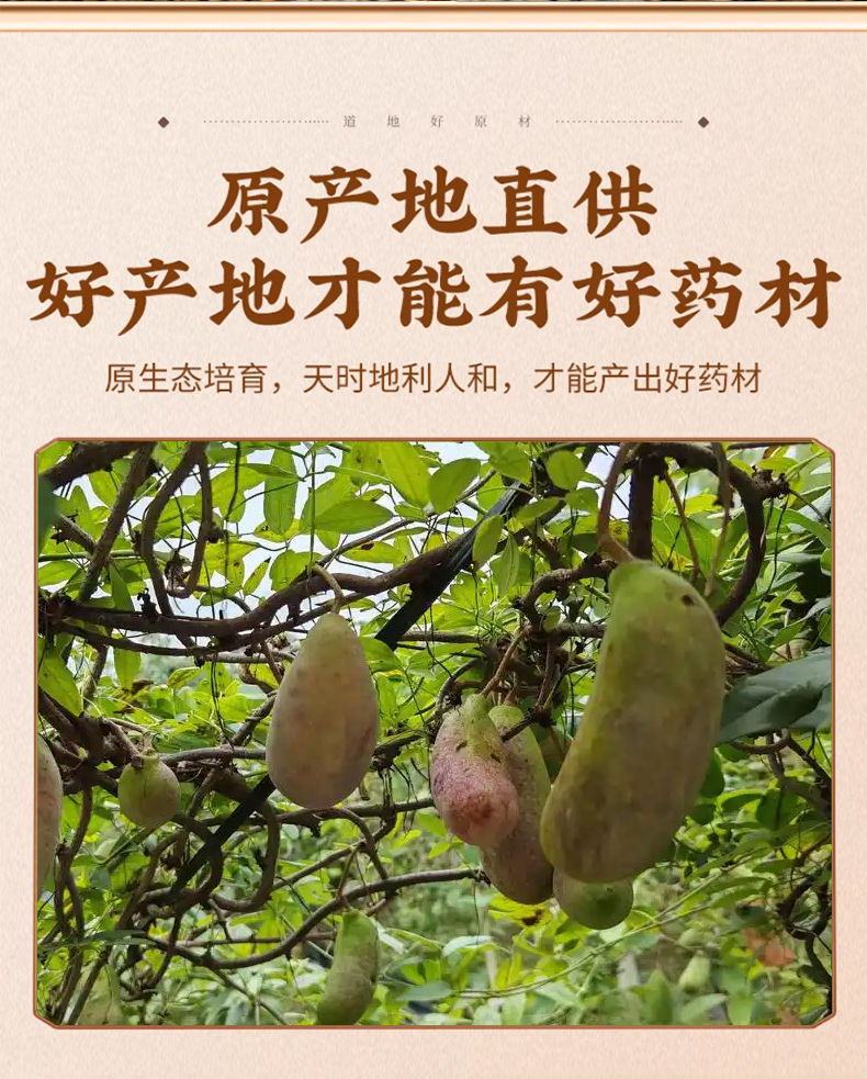 Dried Akebia Fruit Ba Yue Zha Pre-Zi Zi 500g Traditional Chinese Herb for Decoction and Herbal Tea key features