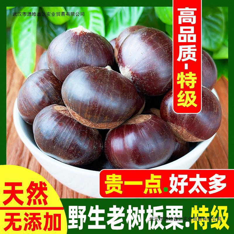 新鲜板栗生板栗山东沂蒙山毛栗大笨油栗子天然老树野生农家小板栗