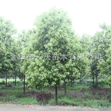 【供应】绿化工程香樟树  全冠香樟  丛生香樟 截杆香樟 常绿乔木