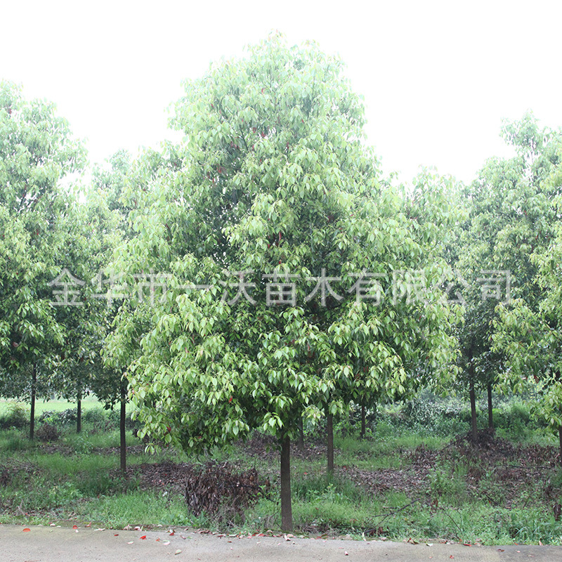 【供应】绿化工程香樟树  全冠香樟  丛生香樟 截杆香樟 常绿乔木