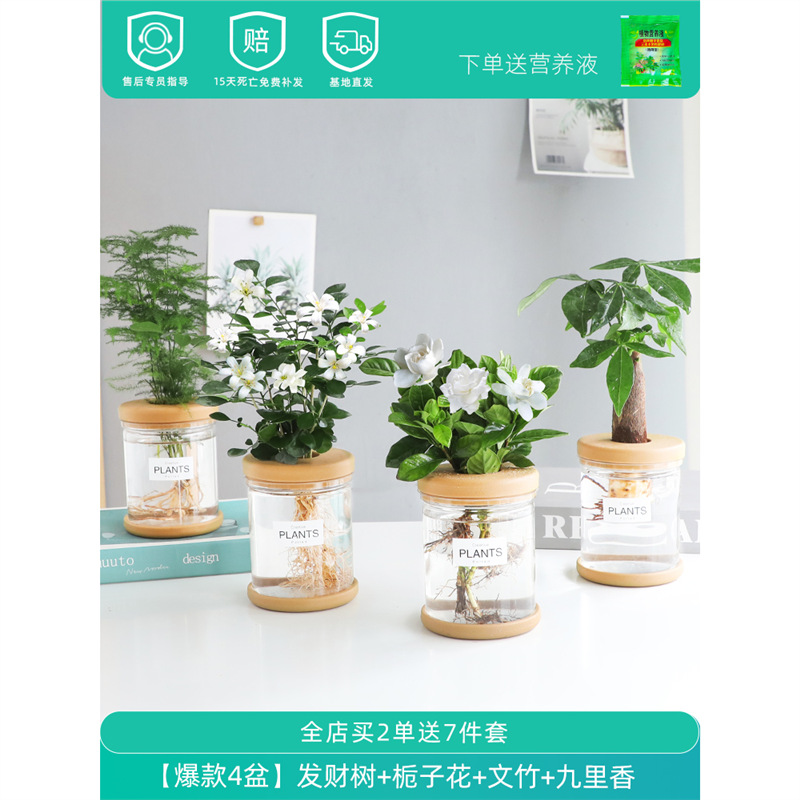 Plantas hidropónicas en maceta de flores de oficina de flores pequeñas plantas verdes en todas las estaciones, fácil de cultivar plantas en maceta de agua suculenta.