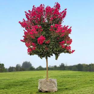 �t�����ޱ����ͥԺ����ֲ����ռt��ޱ����e���G�������ļ��_��