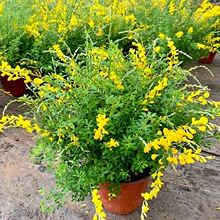 ����ֵ��������ȸ�����Դ��玧�����̨ͥԺ�������ͺ��͟Ứ��