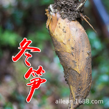 现货现挖冬笋带壳发货新鲜冬笋尖切老根农家特产竹笋尖量大优惠