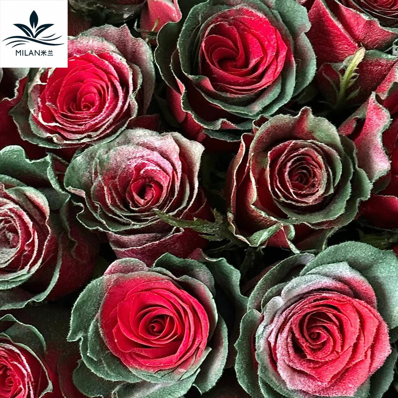 Ramo de Navidad spray de nieve Rosa Flor de aerosol floral aerosol pintado a mano spray de color copo de nieve aerosol colorante