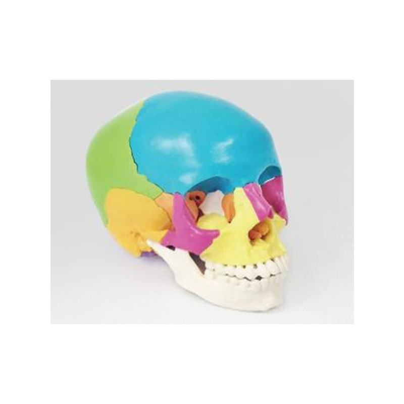 Modelo de simulación dental simple de modelo de práctica de enseñanza oral tipo reposacabezas modelo de cabeza simple de sujeción de mesa modelo de simulación de cabeza image 15