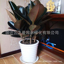 �ڽ���������Ƥֲ����҃ȿ͏d�辰���滨���k�������Ȕ[�O��ؔ��