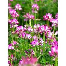 ӢNӼtʳҰ˹@BԴGֲϻޣݷN