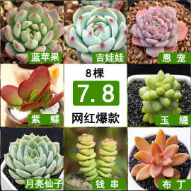 多肉植物绿植花卉室内阳台办公室桌面小盆栽易养活组合大棵批发
