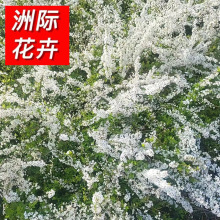 工程珍珠绣线菊 工程绿篱灌丛雪柳 庭院别墅观赏绿化喷雪花