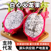 9越南批发当季白心火龙果白肉进口热带斤包邮整箱水果新鲜火龙果