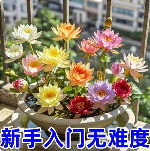 ��ɏ�ɻ��N���~��ˮ�Bֲ���҃�ˮ��ɏ�����B΢ɏ���Ի��ܷN�Ӵ��l