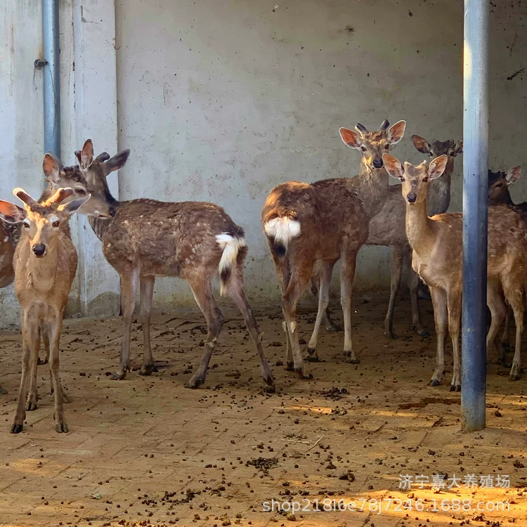 Домашнее Животное Sika олень послушный олень живописное место интерактивный Олень молодой взрослый Племенной олень сколько стоит пара
