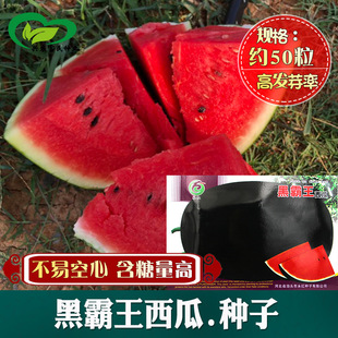 ���t�ڰ�������tȿ���ϷN�� �r��˵��r���Nֲˮ������������