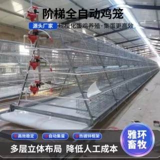 哇噢阶梯鸡笼大叠层小叠层蛋鸡笼养鸡设备热镀锌全自动集蛋鸡笼子