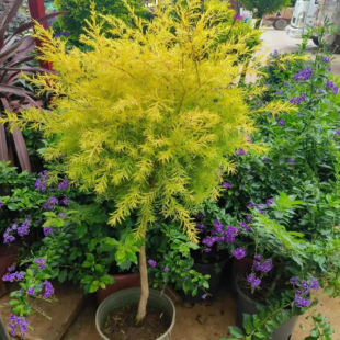 �S����������ֲ��ǧ�ӽ�����ľ���莧����ζͥԺ�̨�^�~�Gֲ����