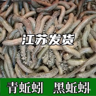 ��S�X�������w�~�D�S�X���D������ش�̖������r���ǰ��]���l