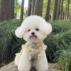 Hg犬犬猫春夏新中国式チャイナドレス袖なし皿留めサテン国風スカート馬西施犬犬服薄手