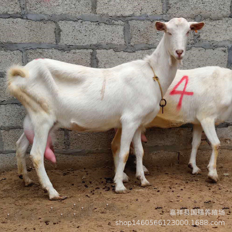 奶山羊包运输 出售关中奶山羊奶羊 挤奶羊 活羊莎能奶山羊