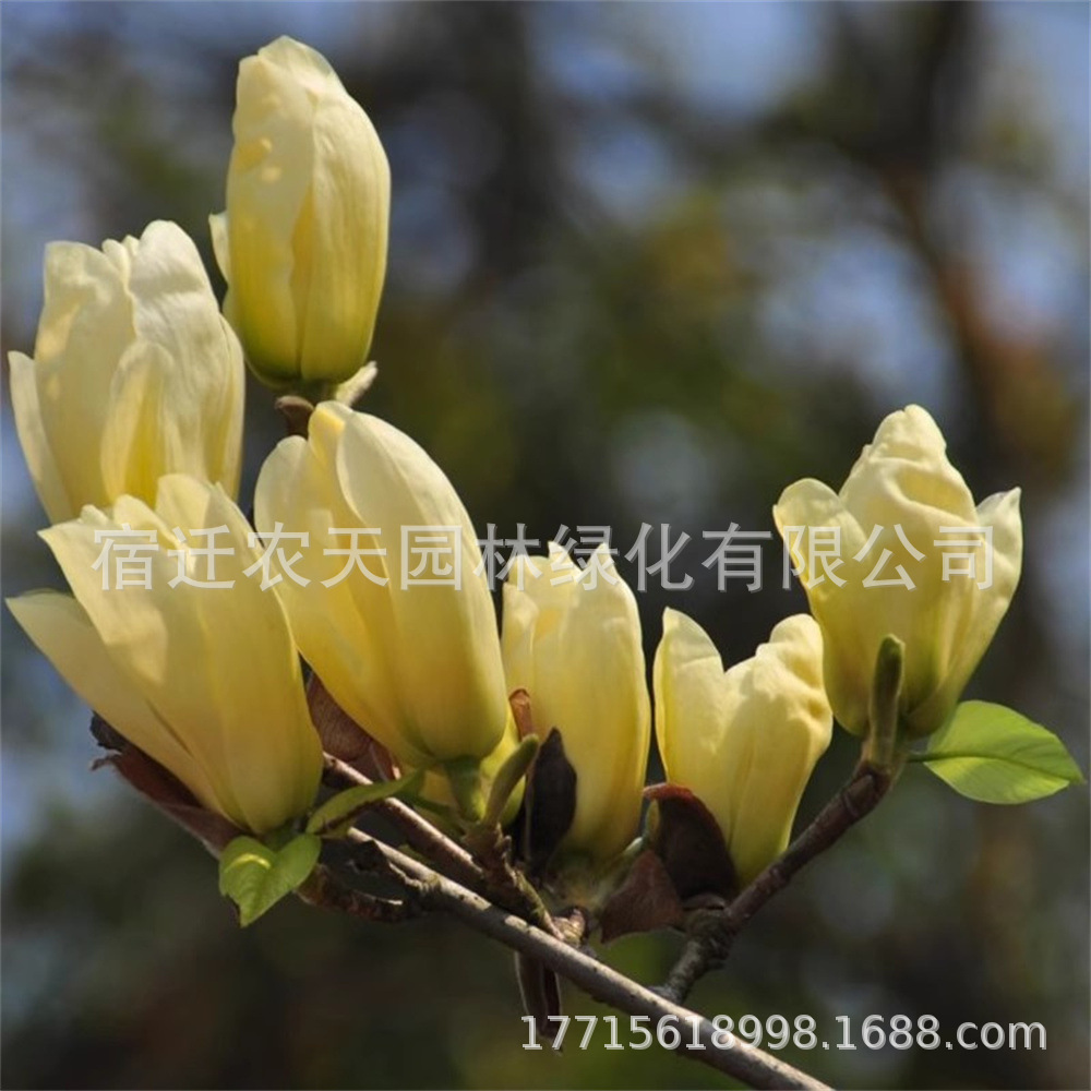 O1CN01RzPTAP1UA3Hocvcrm_!!2395