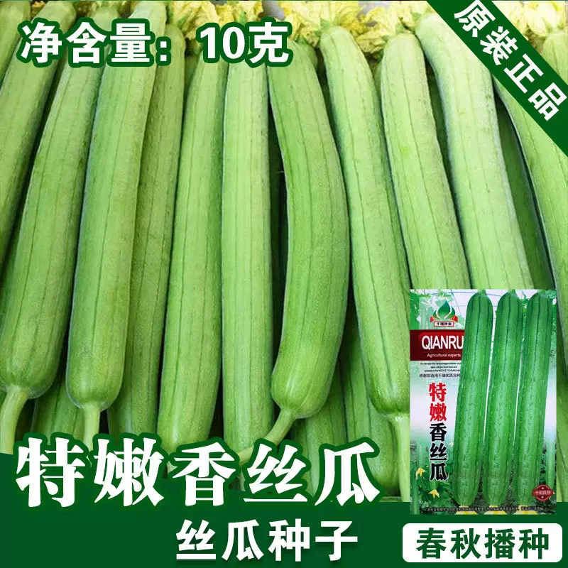 丝瓜种子丝瓜籽长丝瓜种籽肉丝瓜籽秋菜园庭院阳台盆栽四季