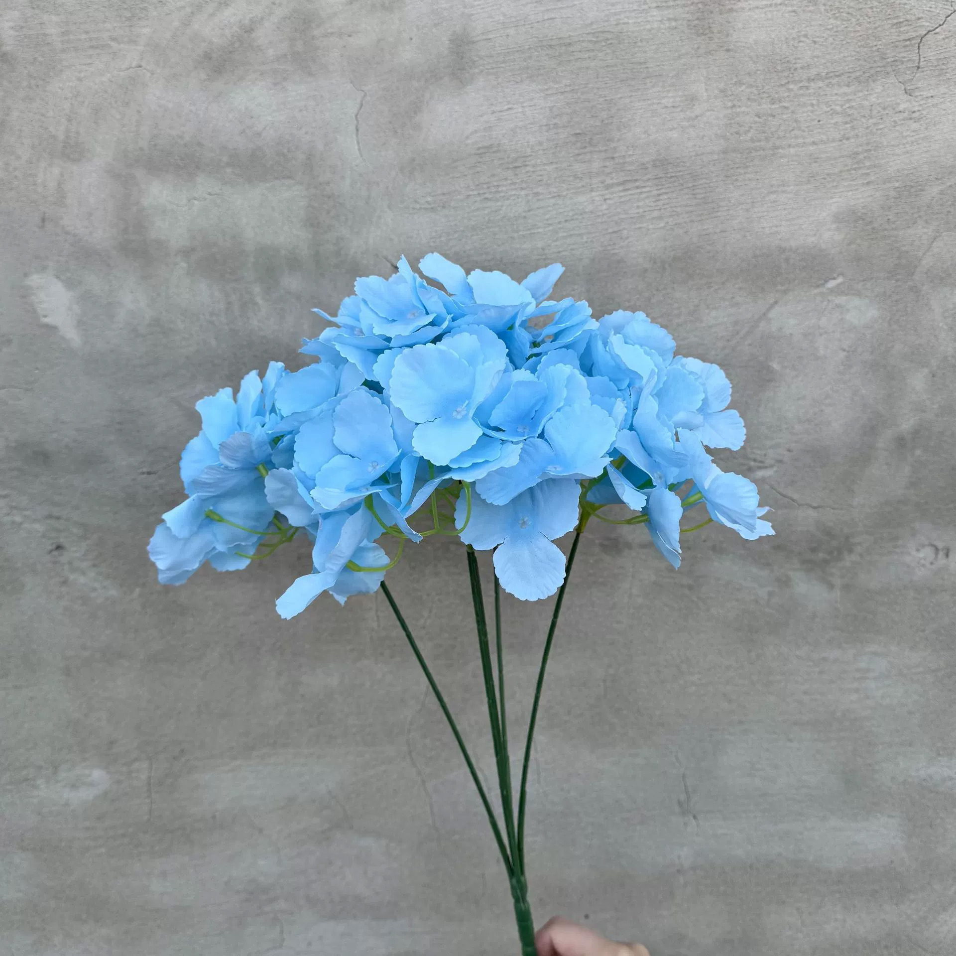 Hortênsia de 5 pontas azul claro