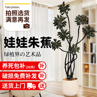 �����콶�Gֲ���Կ͏d�k���҃ȴ���ֲ�����ʽ���~���������B��