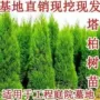 耐寒工程松柏塔柏树苗
