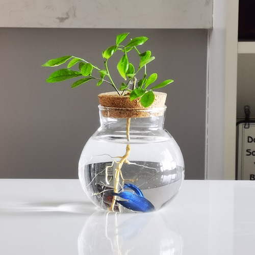 Creative hydroponic glass vase transparent micro-landscape ecological fish tank ornaments pothos water-cultured plant flower arrangement crafts