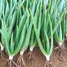 ���A�J�C �������J�C �J�C���� �߼y�J�C  ���� ���� ֲ��