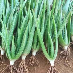 ���A�J�C �������J�C �J�C���� �߼y�J�C  ���� ���� ֲ��