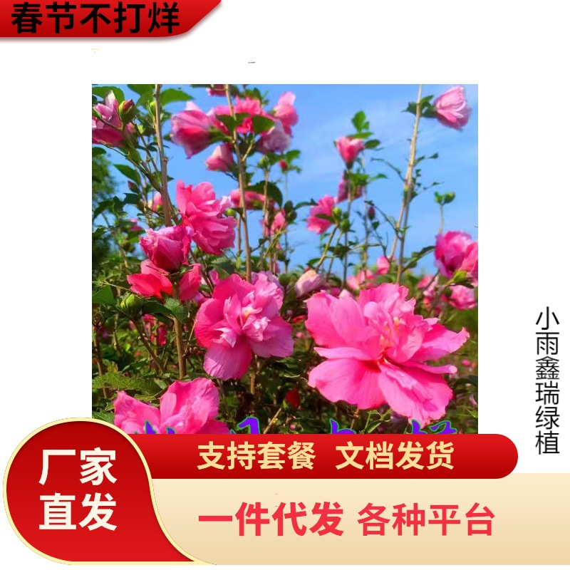 一件代发木槿花树苗丛生重瓣木槿树庭院大型耐寒绿化风景花树小木