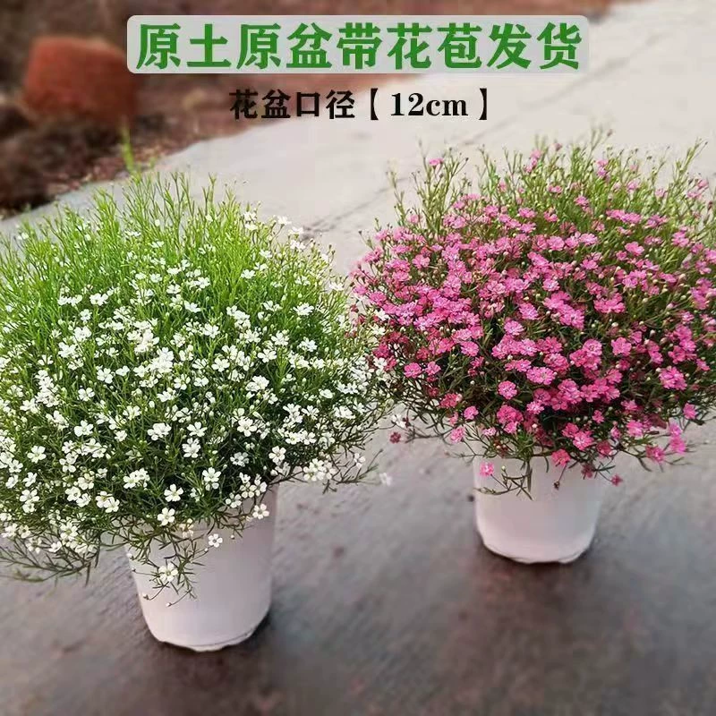 Цыганская Гипсофила в горшке комнатное растение балкон двор хорошие цветы и растения цветут в четыре сезона с бутонами Бесплатная доставка